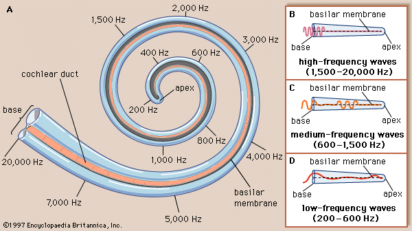 hz-of-cochlea.png